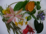 leaves and flowers collected in May