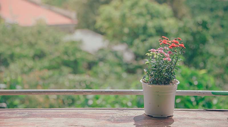 flowers in pot on windowsill