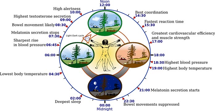 Biological-clock-human-696l